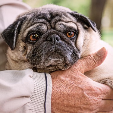 
Mi perro está mayor: cuándo se considera que un perro es anciano y qué cuidados necesita 