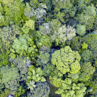 Alerta: mudanças no oceano podem causar cecas devastadoras na Amazônia até 2100 