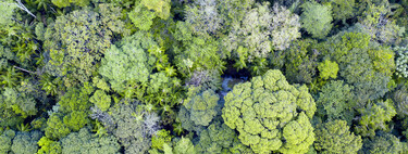Alerta: mudanças no oceano podem causar cecas devastadoras na Amazônia até 2100 