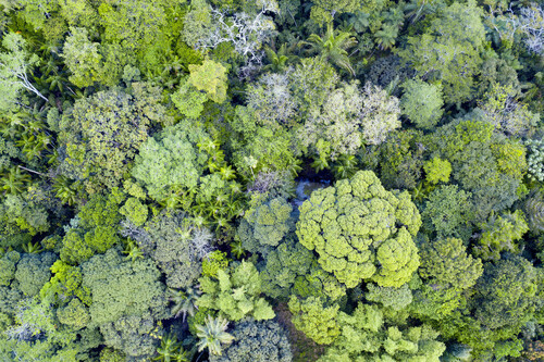 Topo de árvores. Créditos: banco de imagens