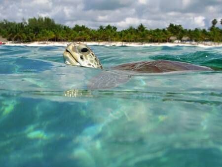 Tortugas Akumal