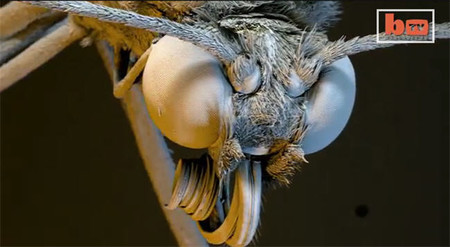 ¿Cómo se verían estos animales y verduras mediante visión microscópica?