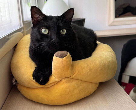 Imagens | Amparo Babiloni, Xataka