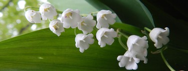 Cuatro especies venenosas que es mejor no cultivar en el jardín