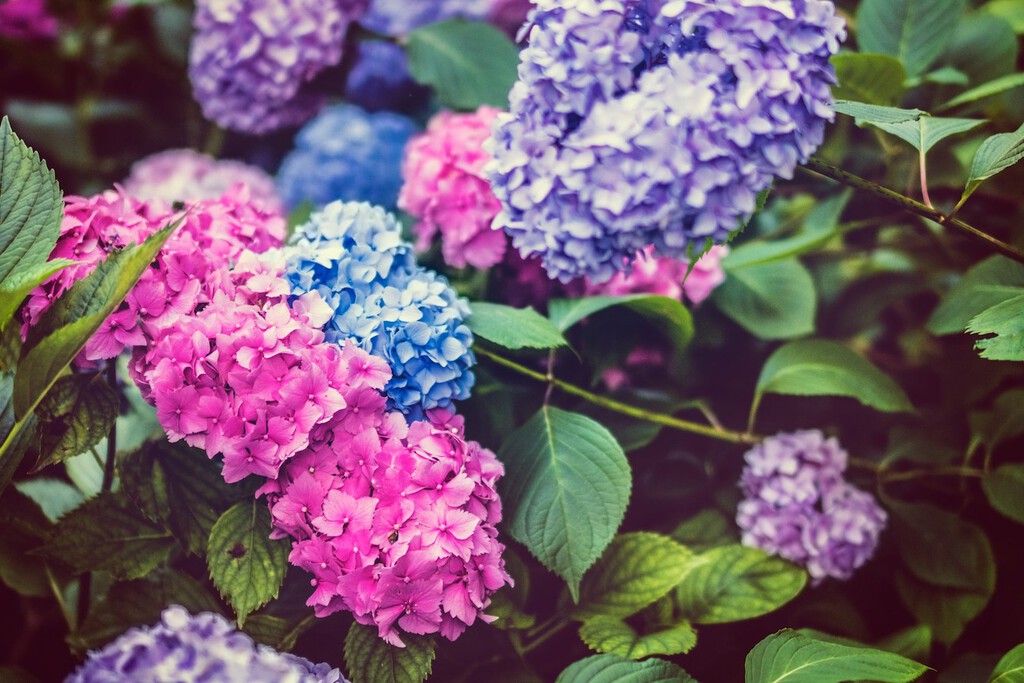 Siete plantas que no debes tener en el jardín 