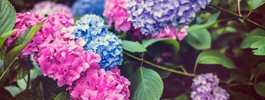 Siete plantas que no deberías tener en el jardín: son un auténtico peligro