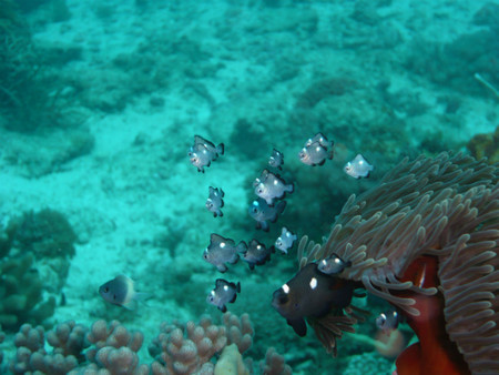 anemona en zanzibar