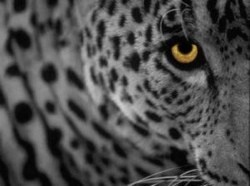 El nuevo Mac OS X 10.4.9 a punto de salir: Leopard a la vuelta de la esquina