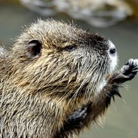 Los castores parecían una plaga. La ciencia acaba de descubrir que podrían ser una de las mejores armas contra el cambio climático 