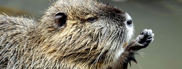 Los castores son los grandes ingenieros de la naturaleza y excelentes aliados contra el cambio climático