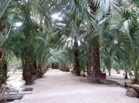 ¿Dónde está el Palmeral de Elche?
