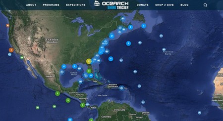 Sigue la pista en tiempo real de tiburones, delfines, ballenas y otros animales marinos con esta herramienta