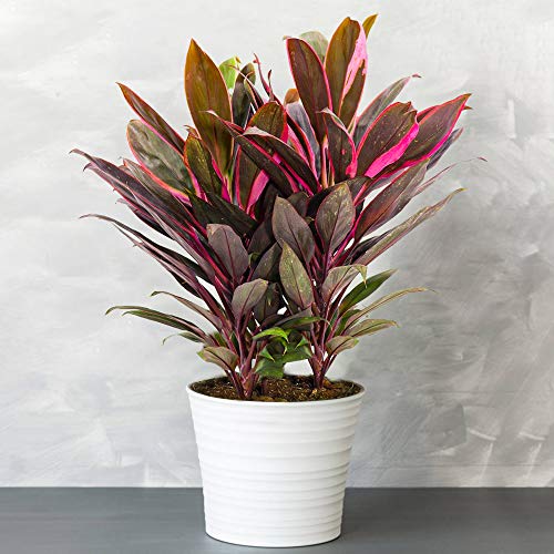 1 x Cordyline Tango - Árbol Col | Abigarrada Planta de Interior
