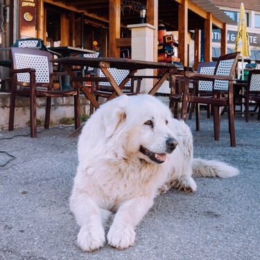 El Gran Pirineo es un perro espectacular que solemos confundir con el mastín 