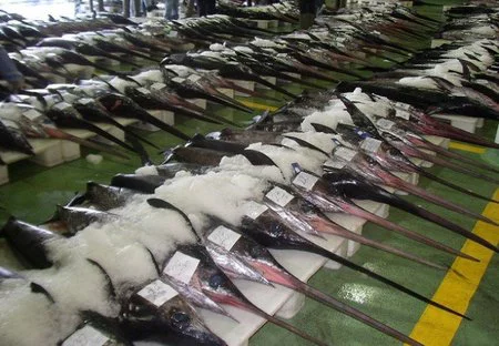 Metales pesados en el atún y el pez espada. Sanidad desaconseja su consumo