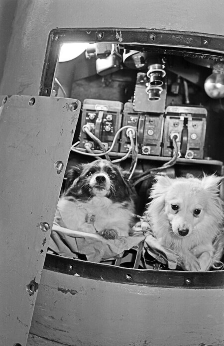 cachorras em nave