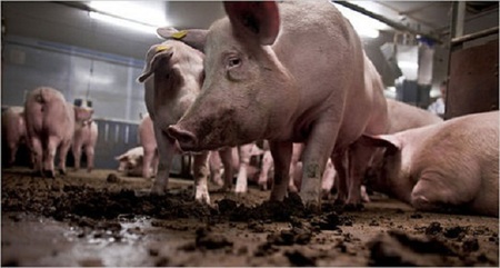 La USDA patenta un método que reduce las emisiones de Amoníaco al suelo