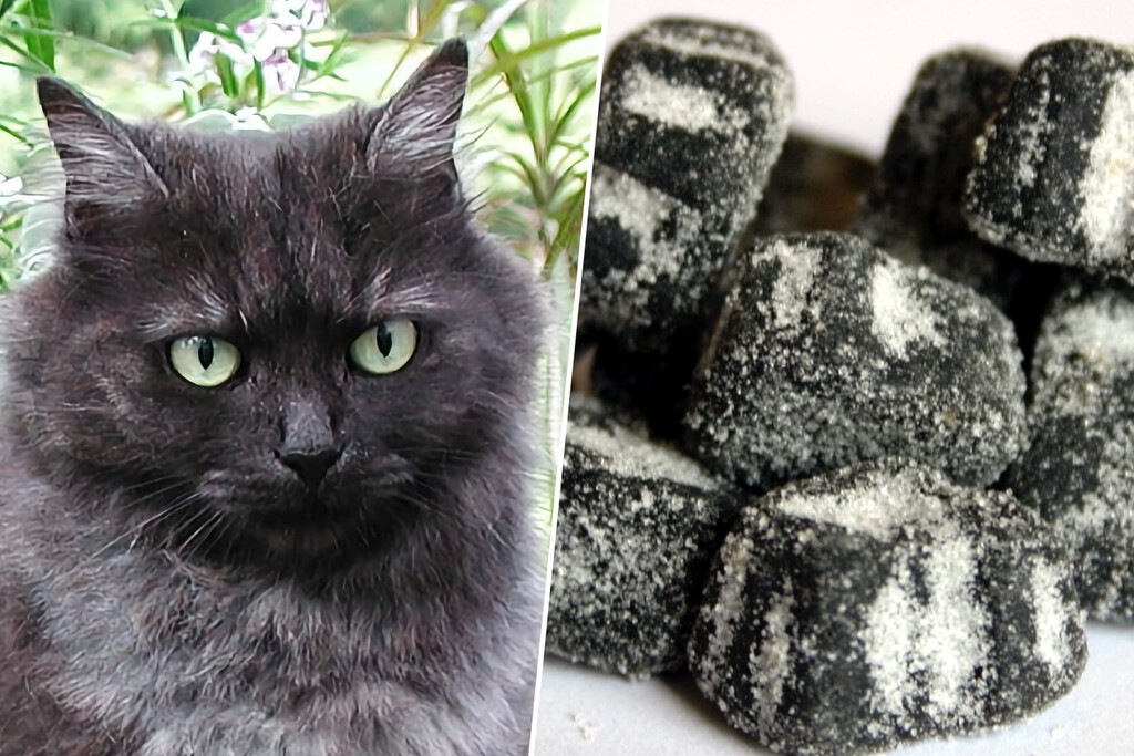 Tras miles de años de convivencia, acabamos de descubrir un nuevo color en los gatos: el 