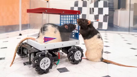Ratas Conducen Auto