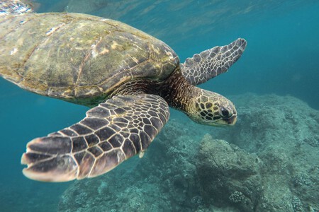 Semarnat Cancela Proyecto Turistico Tortugas Marinas Nayarit Xataka Mexico 1