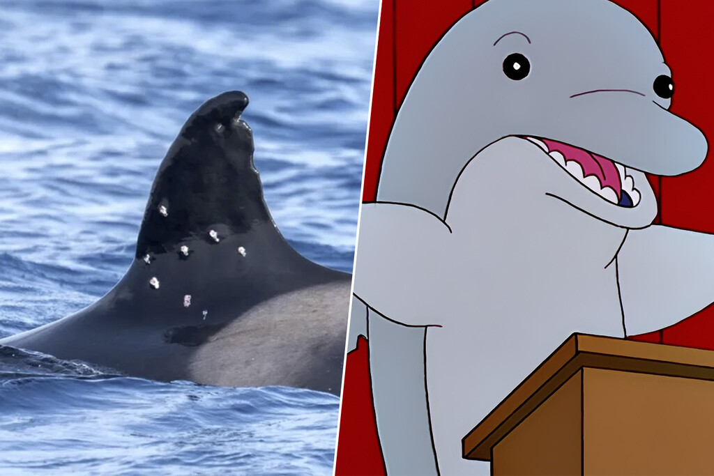 Qué ha pasado con Toñi, la orca más veterana de Gibraltar que ha aparecido con diez agujeros de bala