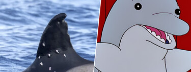 Qué ha pasado con Toñi, la orca más veterana de Gibraltar que ha aparecido con diez agujeros de bala