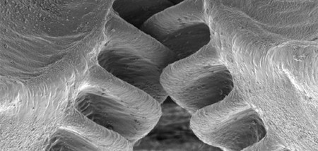 Este es el primer insecto que tiene engranajes dentados en sus articulaciones
