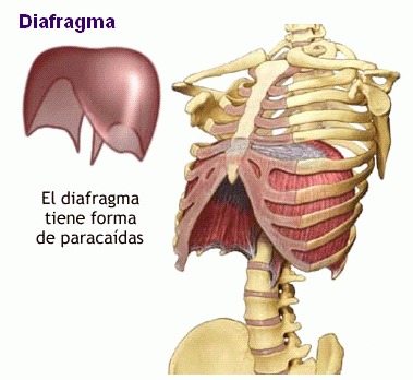 Dolor en el diafragma despues de correr