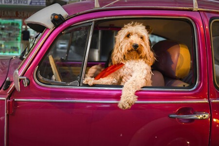 Chauffeur Dog