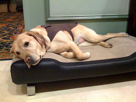 Hotel de cinco estrellas... para perros