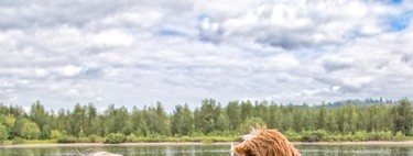 La conmovedora historia entre un niño adoptado y su inseparable perro Labradoodle que parecen hermanos