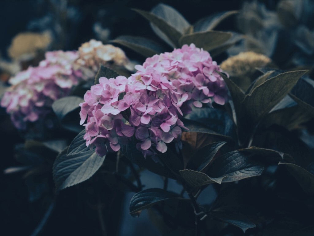 No dejes de hacerle esto a tus hortensias en septiembre para una planta más fuerte en primavera
