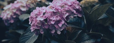 El truco que hay que hacer en septiembre que ayuda a las hortensias a resistir el invierno y florecer con más fuerza