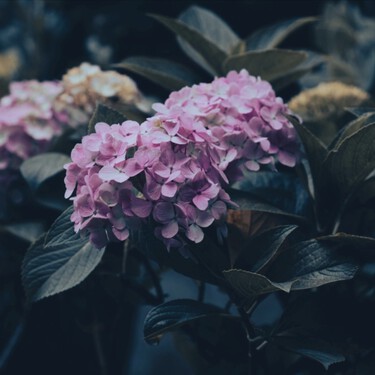 El truco que hay que hacer en septiembre que ayuda a las hortensias a resistir el invierno y florecer con más fuerza