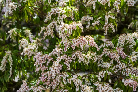 Pieris japonica
