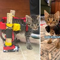 Com apenas 10 cm de altura, gatinho paralisado ganha cadeira de rodas feita com réguas e carrinhos Hot Wheels após veterinária ter ideia criativa: equipamento improvisado devolveu a mobilidade e permitiu ao filhote andar e brincar com seus irmãos felinos 