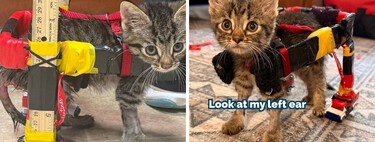 Com apenas 10 cm de altura, gatinho paralisado ganha cadeira de rodas feita com réguas e carrinhos Hot Wheels após veterinária ter ideia criativa: equipamento improvisado devolveu a mobilidade e permitiu ao filhote andar e brincar com seus irmãos felinos 