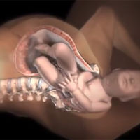 Increíble vídeo de animación 3D que muestra cómo nacen los bebés