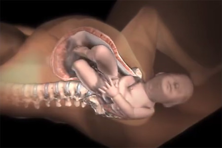 Increíble vídeo de animación 3D que muestra cómo nacen los bebés