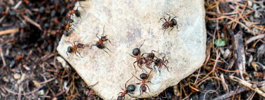 Formigas em casa? Com este truque simples, elas vão sumir