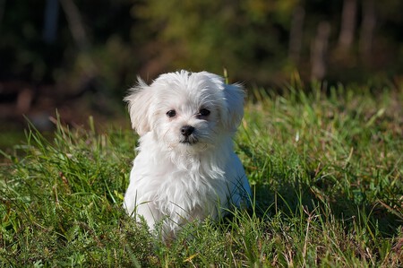 Bichón maltés