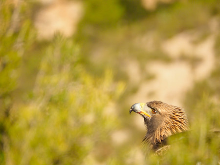 ‘Young Nature Photographers’, una nueva plataforma internacional para reunir a jóvenes fotógrafos de naturaleza