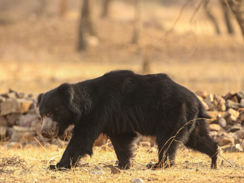 Japón sale a la caza del oso: está equipando drones y contratando exmilitares para combatirlo tras más de 200 ataques en 2025