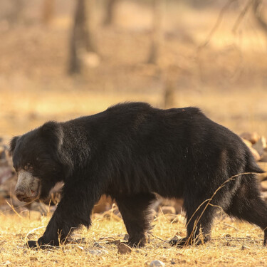 Drones y exmilitares contra osos: Japón toma medidas drásticas tras documentar 13 muertos por ataques en 2025
