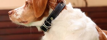 Hay un collar con funda para el antiparasitario en Amazon por menos de 25 euros y deberían copiar la idea por todas partes 
