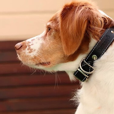 Hay un collar con funda para el antiparasitario en Amazon por menos de 25 euros y deberían copiar la idea por todas partes 