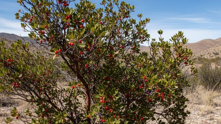 Arbol Pinguica