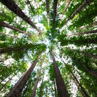 Apple Is Struggling to Meet Its Environmental Goals. The Solution: Extensively Planting Trees 