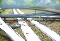 Cosas que las hormigas nos pueden enseñar para mejorar la fluidez del tráfico