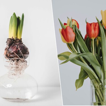 El truco para tener tulipanes frescos en casa usando solo un florero